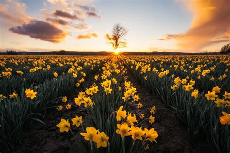 Daffodil Hd Yellow Flower Sunset Field Hd Wallpaper Rare Gallery