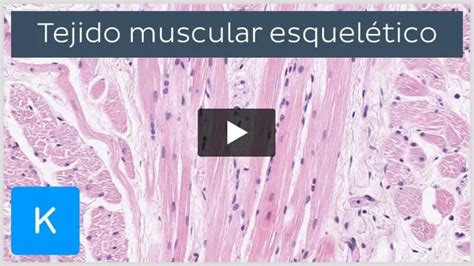 Tejido Muscular Histologia Anatomia Macroscopica Anatomia Y Images