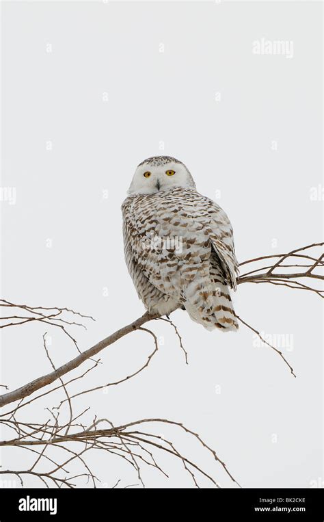 Snowy Owl Nyctea Scandiaca Perched In Tree Quebec Canada Stock