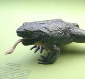 Goliath Frog - Animal Facts and Information