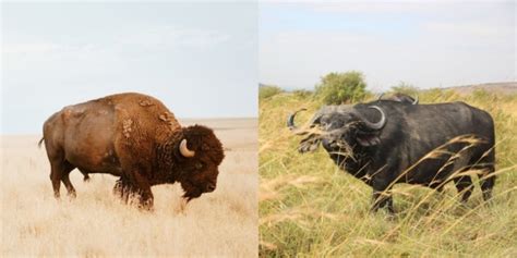 Bison Vs Buffalo: 6 Key Differences Between These Mammals