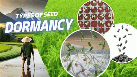 TYPES OF SEED DORMANCY » DigitalAgrifarm