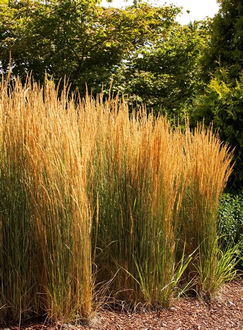 Overdam Feather Reed Grass Plant Library Pahl S Market Apple Valley Mn