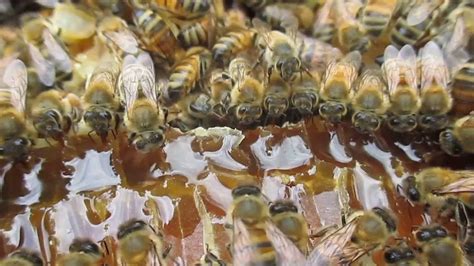 Honey Bees Working Together Bringing Honey To The Hive Youtube