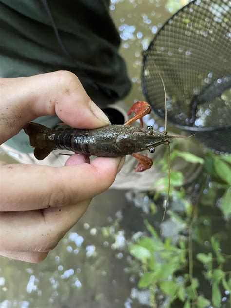 Crawdad ID : r/wetlands