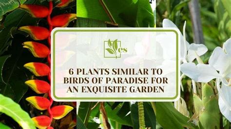 6 Plants Similar To Birds Of Paradise For An Exquisite Garden