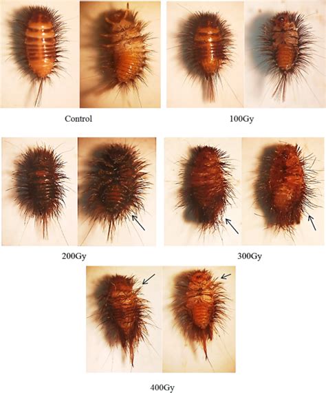 What Do Carpet Beetles Larvae Look Like Two Birds Home