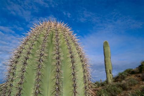 Cactus wellness tips in Phoenix Arizona | The Cactus Doctor