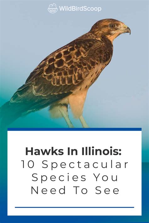 Hawks In Illinois: 10 Spectacular Species You Need To See