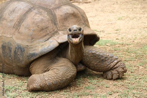 Aldabra Giant Tortoise Dipsochelys Gigantea Mauritius This Reptile