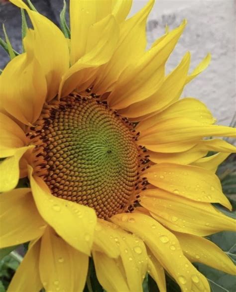 Pin De Erik Steiner Em Sunflowers Girass Is Jardinagem Girassol