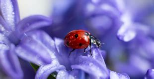 Coccinelle Insecte Indispensable Et Populaire Comment Vit Elle