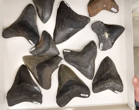 Are shark teeth fossils true fossils? – Research News