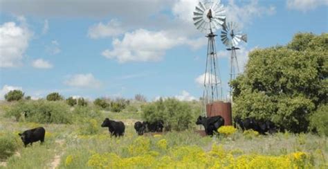 Cattlemens Stewardship Efforts Highlighted In New Report Beef Center