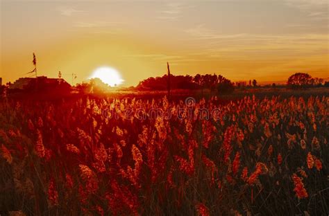 Autumn Field In Silhouette During Golden Sunset Nature And Sunlight