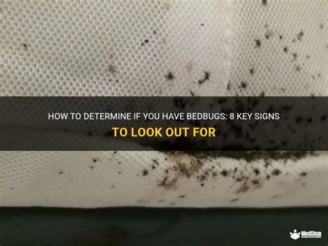 how to know if i have bedbugs