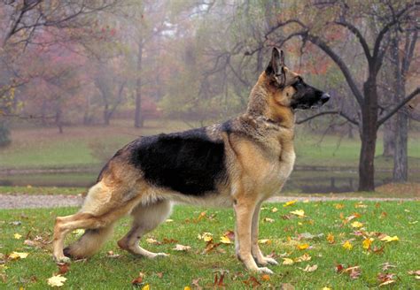 Facts About the German Shepherd Dog That You May Not Know