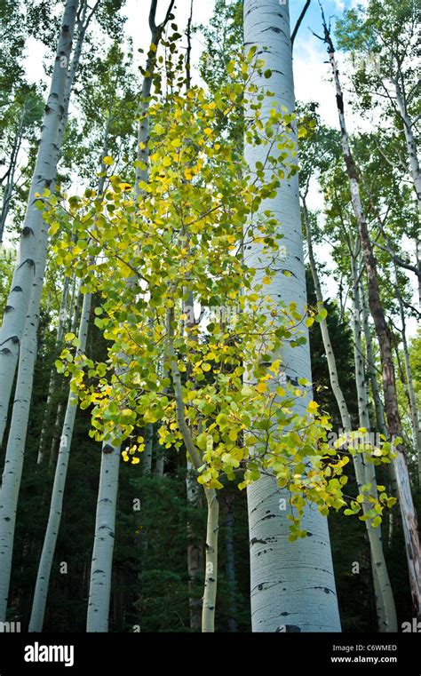 Populus Tremuloides Is A Deciduous Tree Native To Cooler Areas Of North