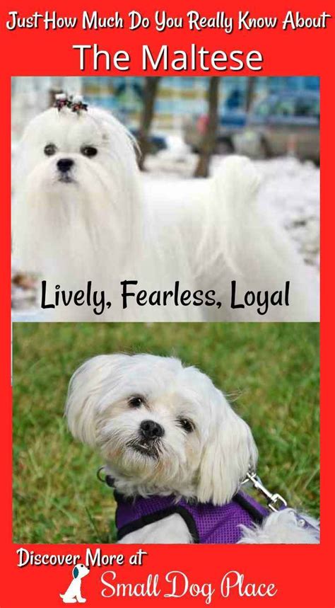 Maltese Dogs: Everything You Ever Wanted To Know this Fluffy Dog