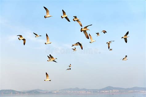 Various Postures Of Seagulls Fly Freely In The Blue Sky Stock Image