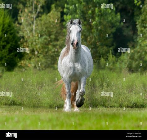 Gypsy Cob Hi Res Stock Photography And Images Alamy