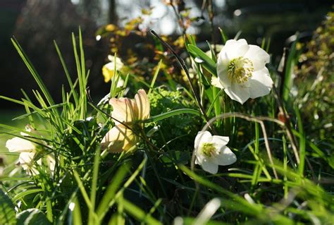 Fleurir les tombes en hiver un hommage éternel en couleurs au cimetière