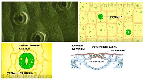 Ткани растений | Дистанционные уроки