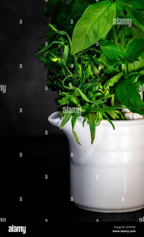 Bunch Of Assorted Fresh Aromatic Culinary Herbs Arranged In White