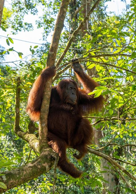 5 Places To See Wild Orangutans In Malaysia In 2023 Borneo Travel