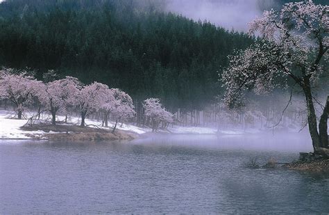 中子の桜 津南町観光協会公式サイト