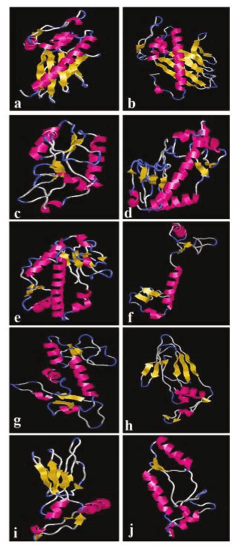 D Structure Of Protein Isoforms Obtained By Homology Modeling And