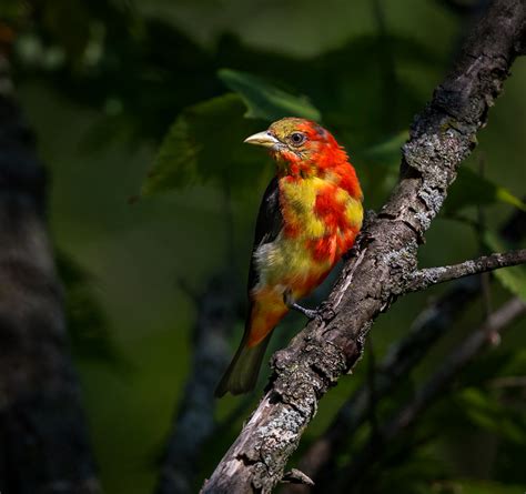 Scarlet Tanager Owen Deutsch Photography