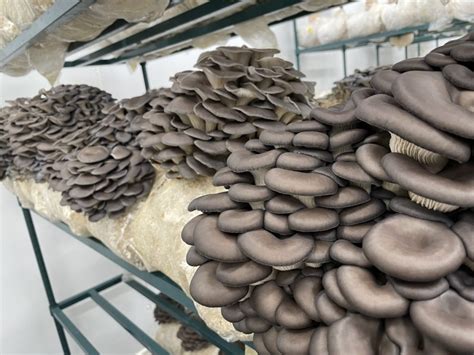 Canyon Creek Mushrooms Are Feeding The Coachella Valley Southern