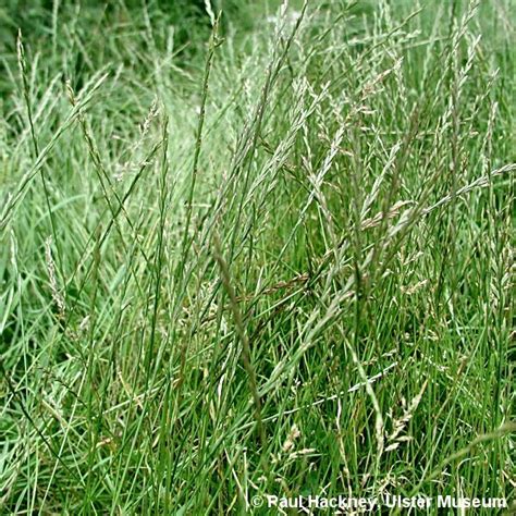 lolium perenne perennial ryegrass