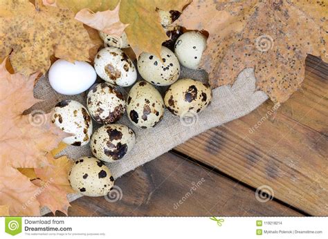 Ovos De Codorniz As Folhas De Outono No Despedida Em Um Marrom