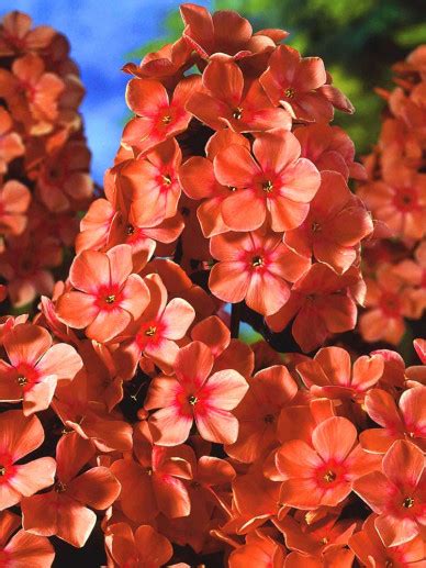 Phlox Paniculata Orange Perfection Floks Vlambloem Appeltern