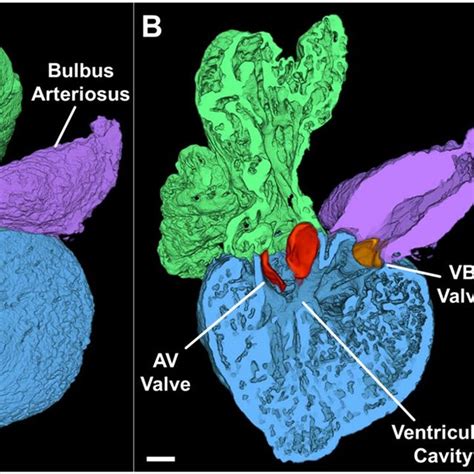 3 D Rendering Of The Adult Zebrafish Heart Example Of A Reconstructed