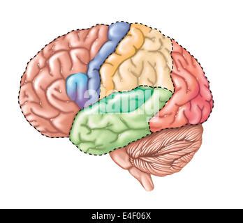 Lobes cérébraux lobe frontal lobe temporal lobe pariétal lobe