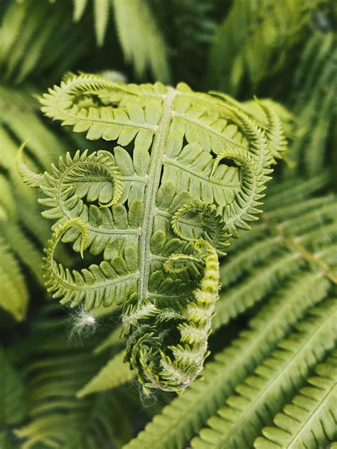 Free Images Natural Fiddlehead Fern Leaf Botany Terrestrial Plant