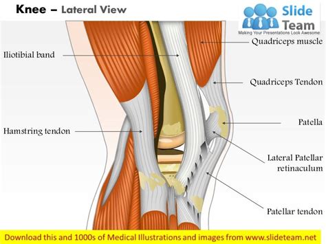 Knee lateral view medical images for power point