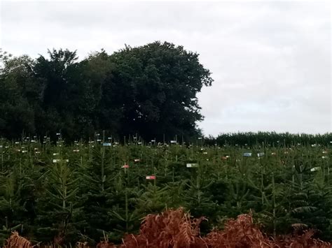 Le Marquage Des Sapins Bio Bretons Est Termin Association Les