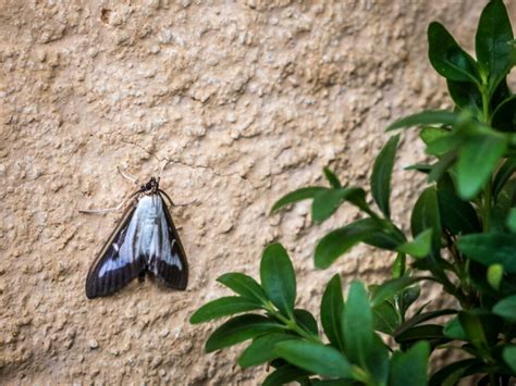 Boxwood Moth: How To Identify It Safely - Gardender