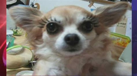 Fake Eyelashes For Dogs New Trend Takes Pet Pampering To New Level Of