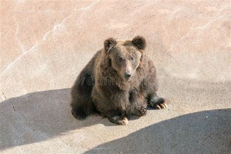 Black bear sitting stock image. Image of bears, outdoor - 196096525