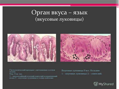 Органы чувств - online presentation