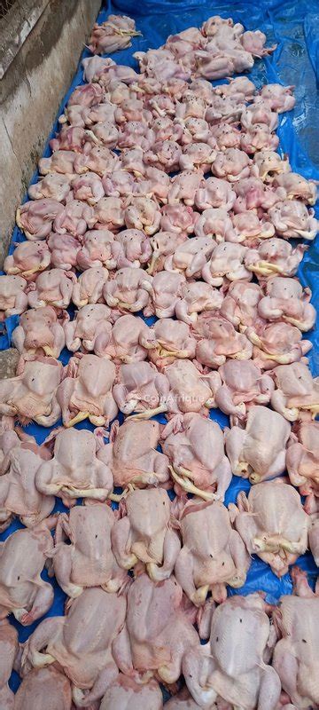 Alimentation Poulets De Chair Au S N Gal Coinafrique S N Gal