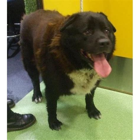 Bear Large Male Rottweiler X Samoyed Mix Dog In Qld Petrescue