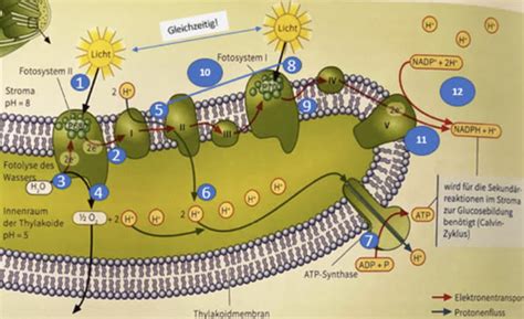Biologie Fotosynthese Flashcards Quizlet