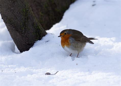 Robin in snow. stock photo. Image of bird, wildlife - 210463548