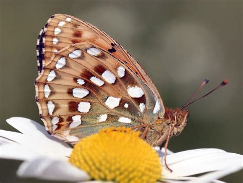 lepinet fr Speyeria aglaja Le Grand Nacré Argynnis aglaja